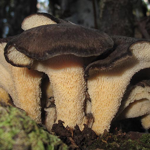 Grifola colensoi, fungi, Tasmania