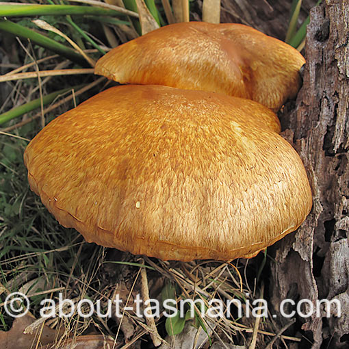 Gymnopilus junonius, fungi, Tasmania