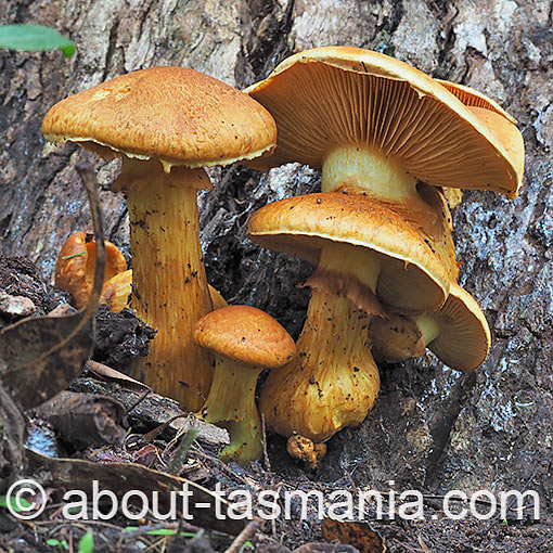 Gymnopilus junonius, fungi, Tasmania