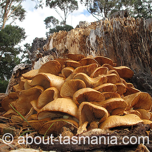 Gymnopilus junonius, fungi, Tasmania