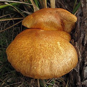 Gymnopilus junonius