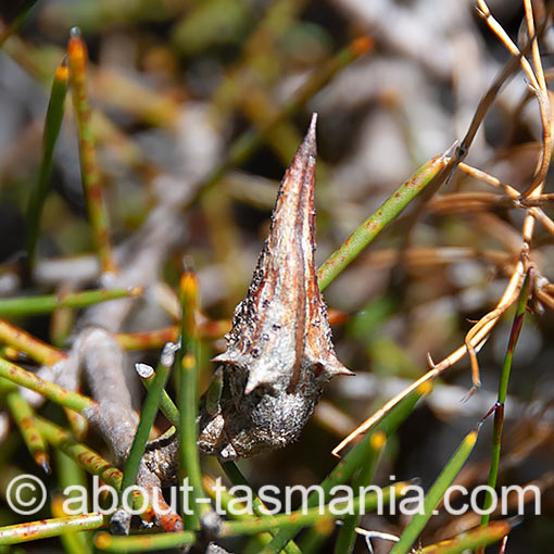 Hakea teretifolia, Dagger needlebush, Tasmania