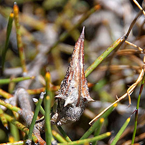 Hakea teretifolia, Dagger needlebush, Tasmania