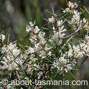 Hakea teretifolia