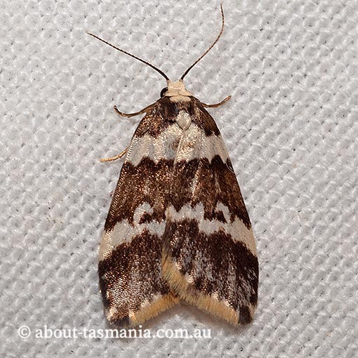 Halone sejuncta, variable halone, Erebidae, Tasmania, moth
