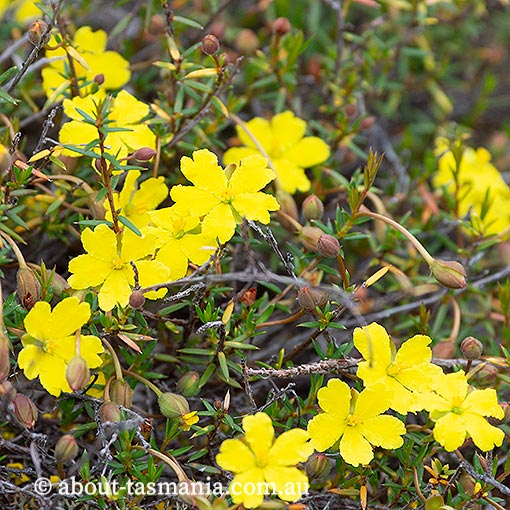Hibbertia procumbens, spreading guineaflower, Tasmania