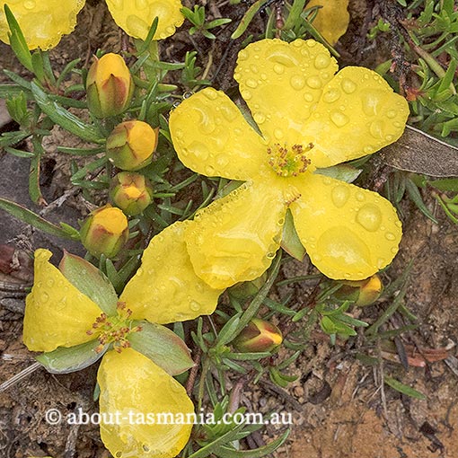 Hibbertia procumbens, spreading guineaflower, Tasmania