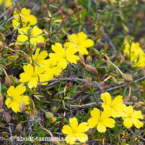 Hibbertia procumbens