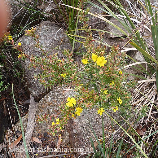 Hibbertia riparia, erect guinea flower, Tasmania