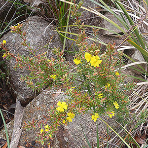 Hibbertia riparia