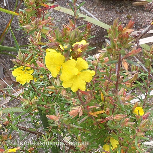 Hibbertia riparia, erect guinea flower, Tasmania