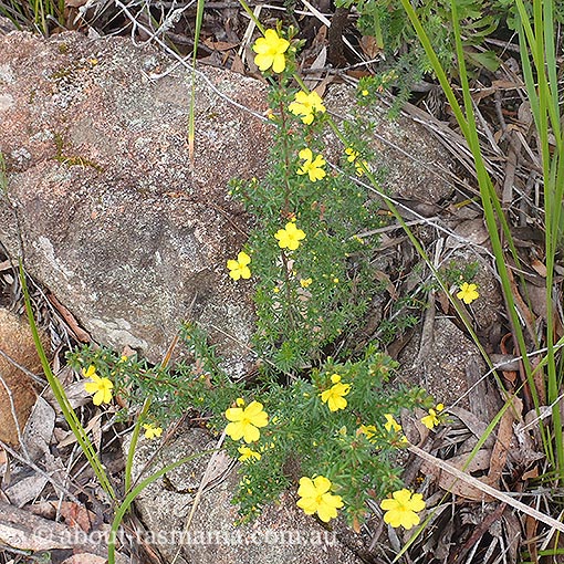 Hibbertia riparia, erect guinea flower, Tasmania