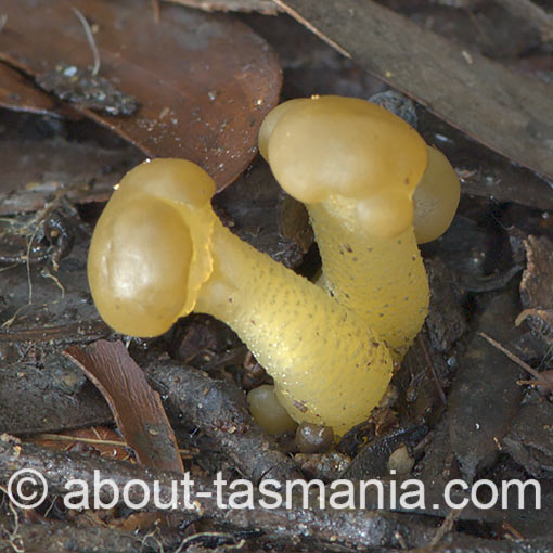 Leotia lubrica, jelly babies, fungi, Tasmania