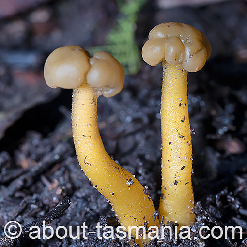 Leotia lubrica, jelly babies, fungi, Tasmania