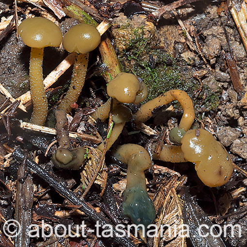 Leotia lubrica, jelly babies, fungi, Tasmania