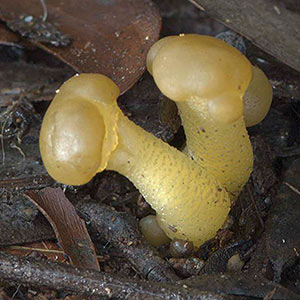 Leotia lubrica