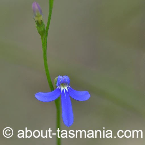 Lobelia gibbosa, Tall Lobelia, Tasmania
