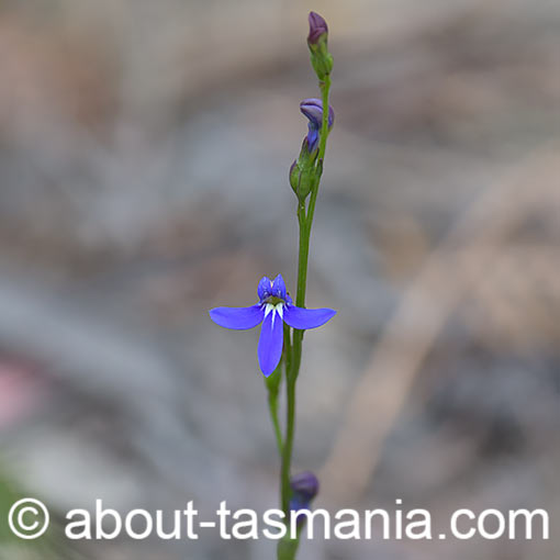 Lobelia gibbosa, Tall Lobelia, Tasmania