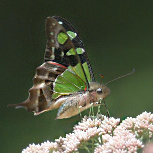 MacLeay’s Swallowtail, Graphium macleayanus moggana, Tasmania, butterfly