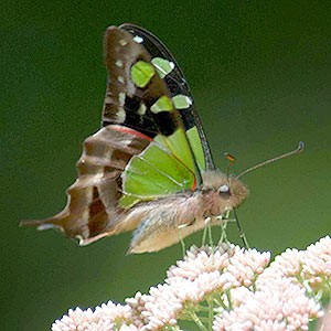 MacLeay’s Swallowtail