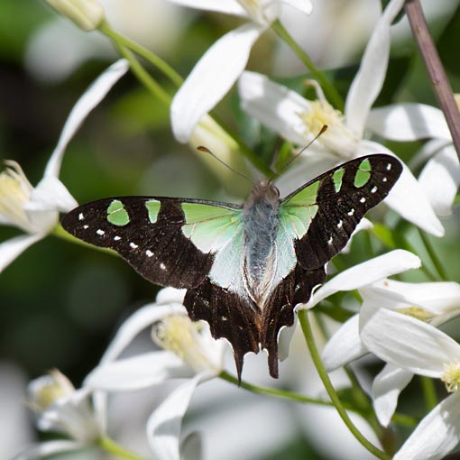 MacLeay’s Swallowtail, Graphium macleayanus moggana, Tasmania, butterfly