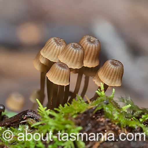 Mycena aff. mamaku, fungi, Tasmania