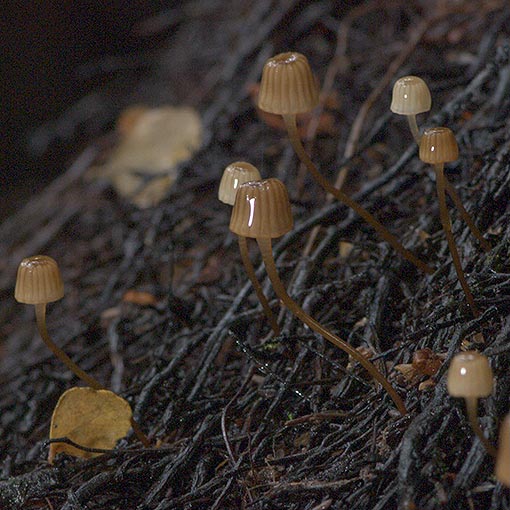 Mycena aff. mamaku, fungi, Tasmania