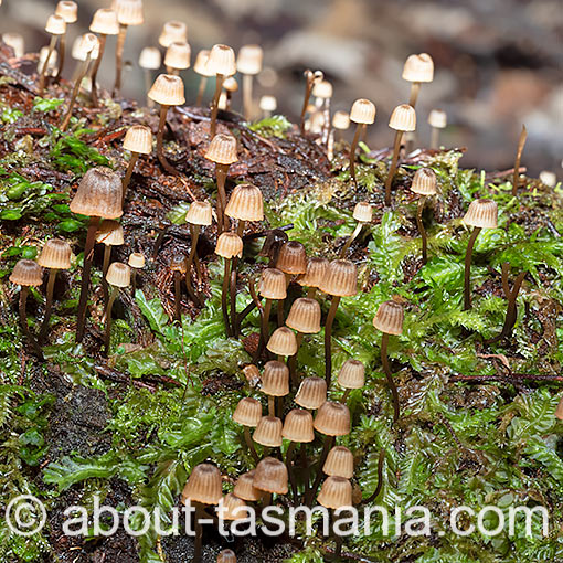 Mycena aff. mamaku, fungi, Tasmania