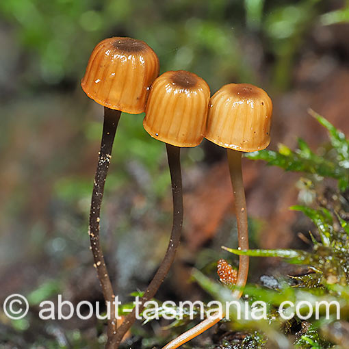 Mycena aff. mamaku, fungi, Tasmania