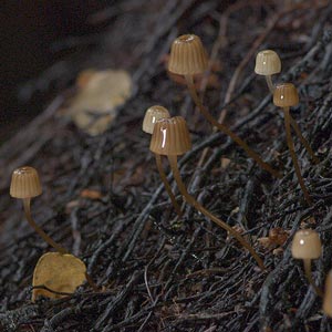 Mycena aff. mamaku