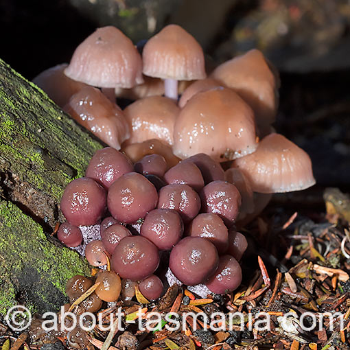 Mycena clarkeana, fungi, Tasmania