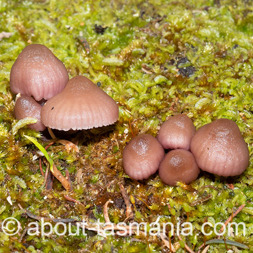Mycena clarkeana, fungi, Tasmania