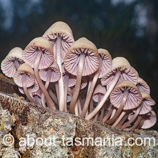 Mycena clarkeana, fungi, Tasmania
