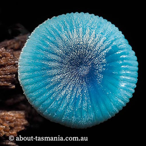 Mycena interrupta, fungi, Tasmania