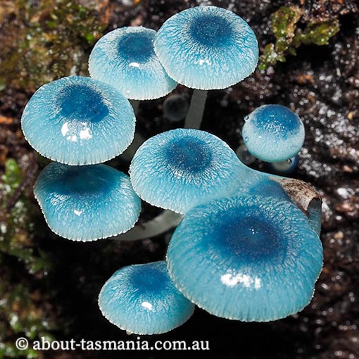 Mycena interrupta, fungi, Tasmania