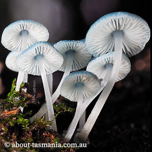 Mycena interrupta, fungi, Tasmania