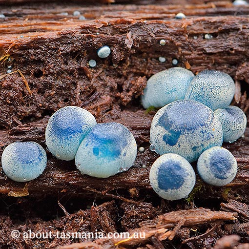 Mycena interrupta, fungi, Tasmania