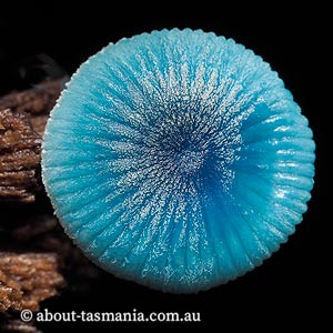 Mycena interrupta