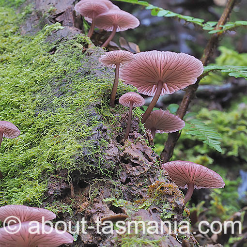 Mycena kurramulla, fungi, Tasmania