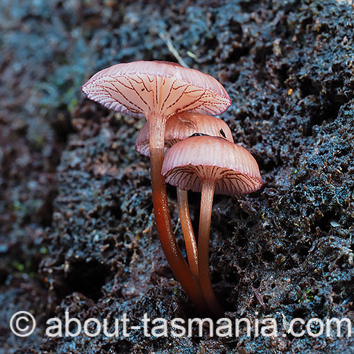 Mycena kurramulla, fungi, Tasmania