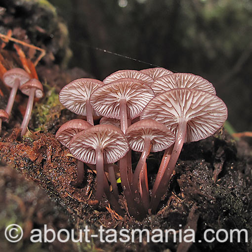 Mycena kurramulla, fungi, Tasmania
