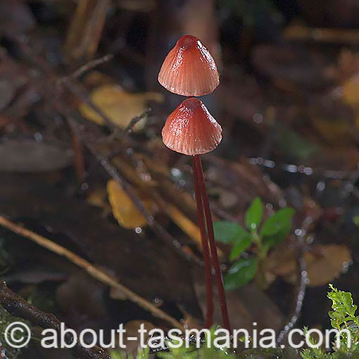Mycena toyerlaricola, fungi, Tasmania