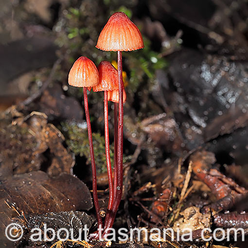 Mycena toyerlaricola, fungi, Tasmania