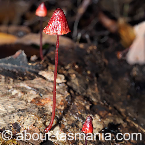 Mycena toyerlaricola, fungi, Tasmania