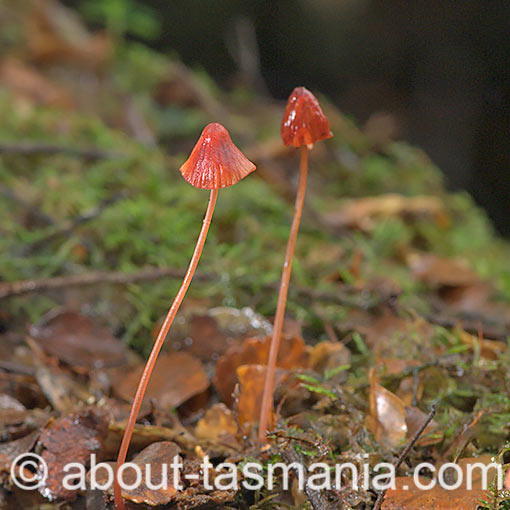 Mycena toyerlaricola, fungi, Tasmania