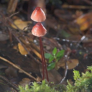 Mycena toyerlaricola