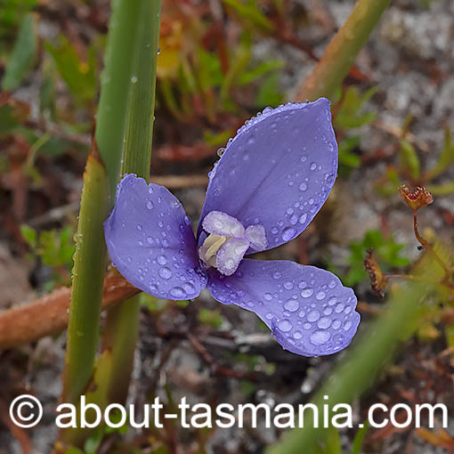 Short purple-flag, Patersonia fragilis