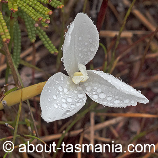 Short purple-flag, Patersonia fragilis