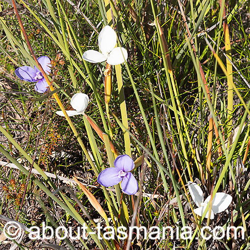 Short purple-flag, Patersonia fragilis