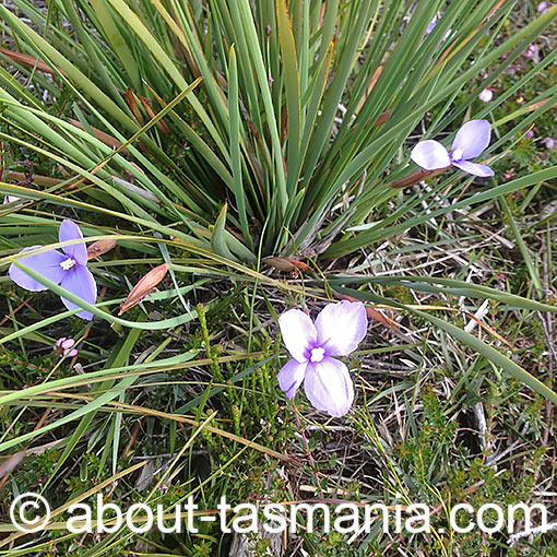 Short purple-flag, Patersonia fragilis